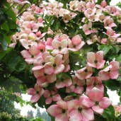 cornus-satomi (1)
